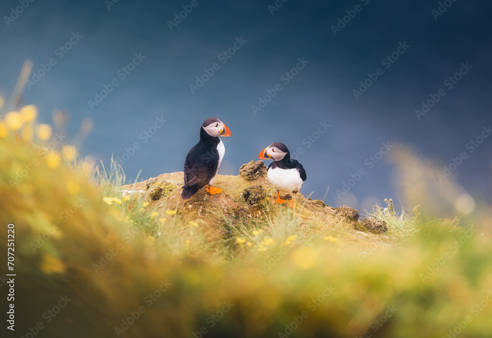 Puffins on Cliff in Iceland