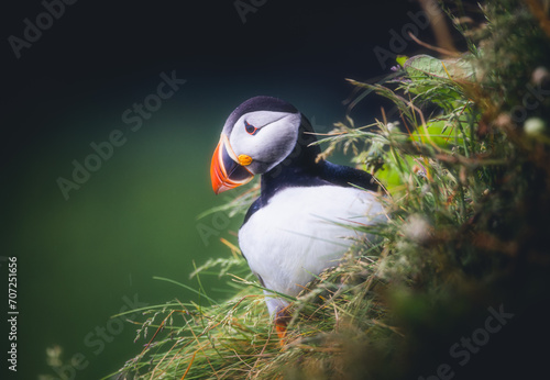 Obraz na płótnie Puffin on Cliffside w salonie