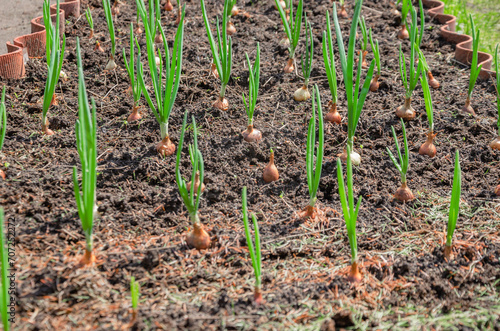 Onions planted in the garden and green arrows of the bulb have grown