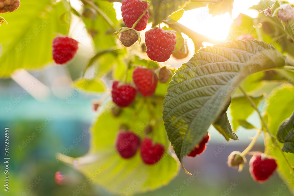 Ripe Raspberries in Sunlit Summer Garden Ripe Raspberries in Sunlit Summer Garden