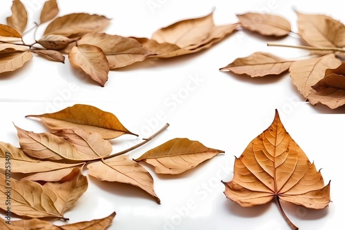 autumn leaves isolated on white background high quality photo for product display free space 