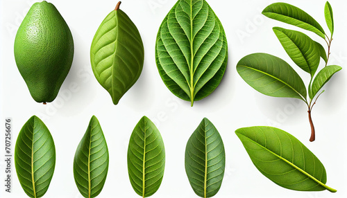 Set of avocado tree leaf isolated on white background. Full Depth of field background, Ai generated image