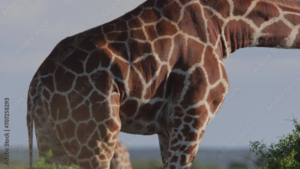 Wide shot of a reticulated giraffe's (Giraffa reticulata) skin pattern as it feeds during the afternoon in Kenya. Wide shot of a reticulated giraffe's (Giraffa reticulata) skin pattern as it feeds during the afternoon in Kenya.