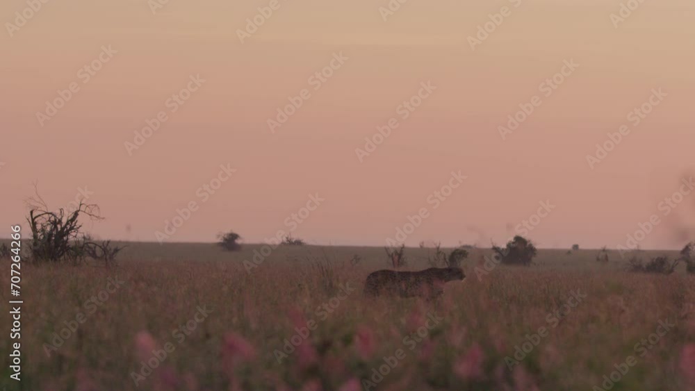 Extreme wide shot of a cheetah (Acinonyx jubatus) walking across the camera through the savannah during the morning in Kenya. Extreme wide shot of a cheetah (Acinonyx jubatus) walking across the camera through the savannah during the morning in Kenya.