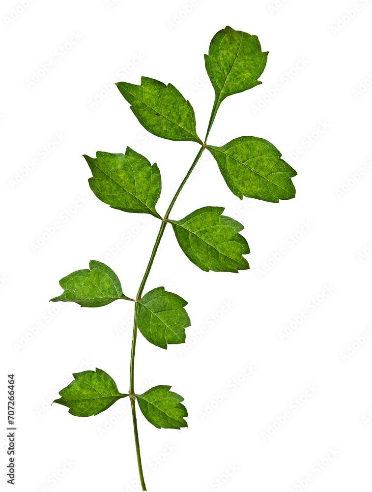 Sapling isolated on white background Sapling isolated on white background