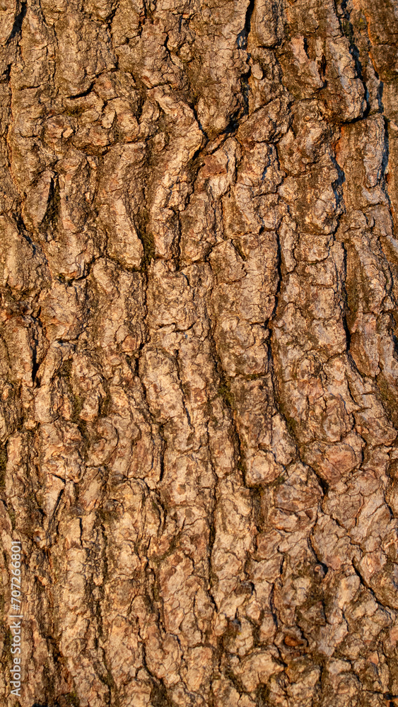 Baumrinde Hintergrundbild natur wald beschaffenheit dezent isoliert abstrakt detail baum stamm ritze spalte ringe Baumrinde Hintergrundbild natur wald beschaffenheit dezent isoliert abstrakt detail baum stamm ritze spalte ringe