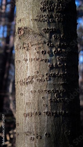 Baumrinde Hintergrundbild natur wald beschaffenheit dezent isoliert abstrakt detail baum stamm ritze spalte ringe photo