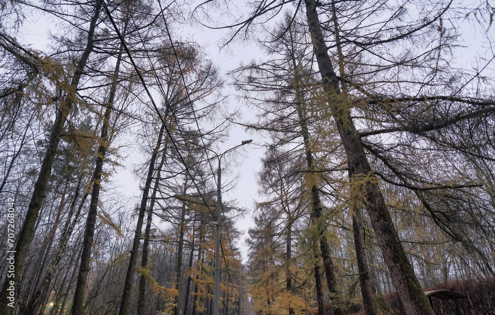 tops of coniferous trees in a city park late in the evening tops of coniferous trees in a city park late in the evening