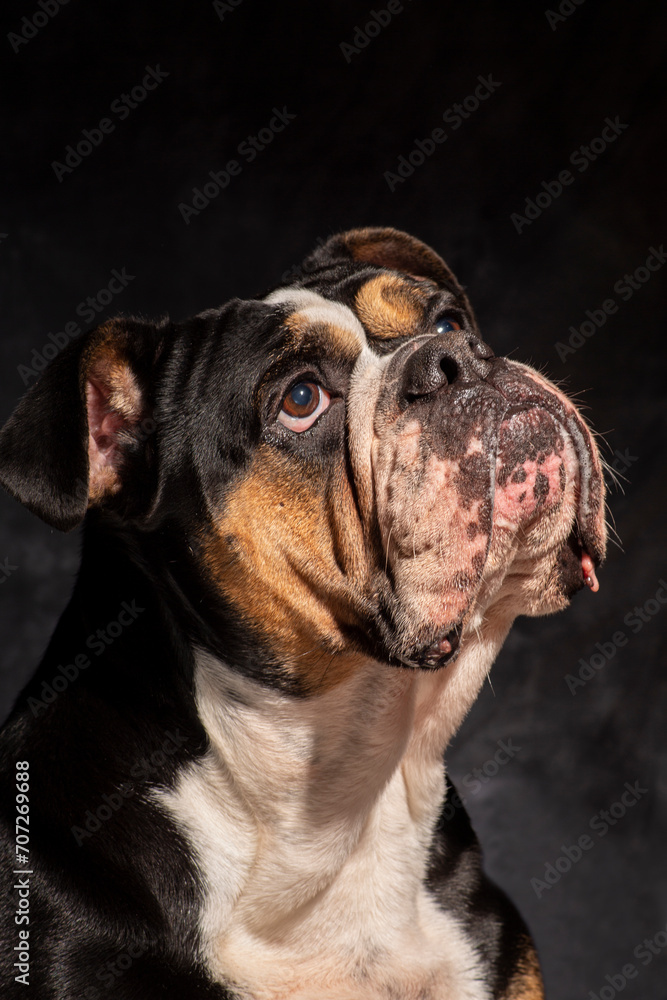 English bulldog with wrinkles, loveley freindly face. golden and brown. cute face