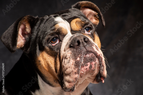 English bulldog with wrinkles, loveley freindly face. golden and brown. cute face