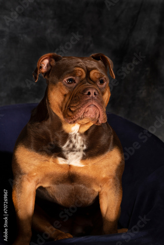English bulldog with wrinkles, loveley freindly face. golden and brown. cute face © Lee