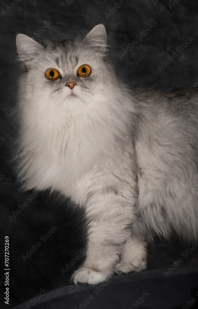 Persian Cat/Kitten Posing