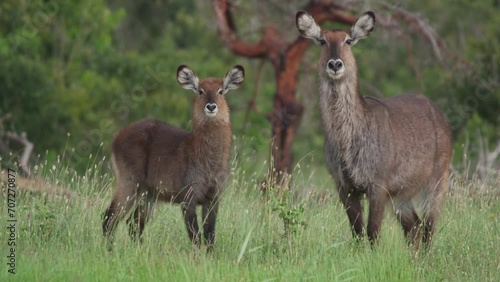 Wide shot of two waterbucks (Kobus ellipsiprymnus) looking directly at the camera. photo
