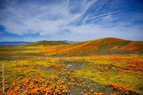 Konstfotografi Mixture of colors during super bloom at the Antelope Valley Poppy Reserve