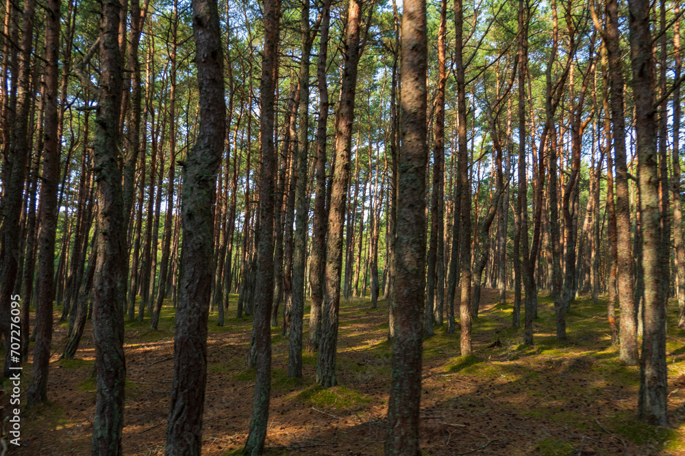 Curonian Spit's Dancing Forest, with its twisting pines creating a mystical pathway, bathed in the soft light of a serene day Curonian Spit's Dancing Forest, with its twisting pines creating a mystical pathway, bathed in the soft light of a serene day