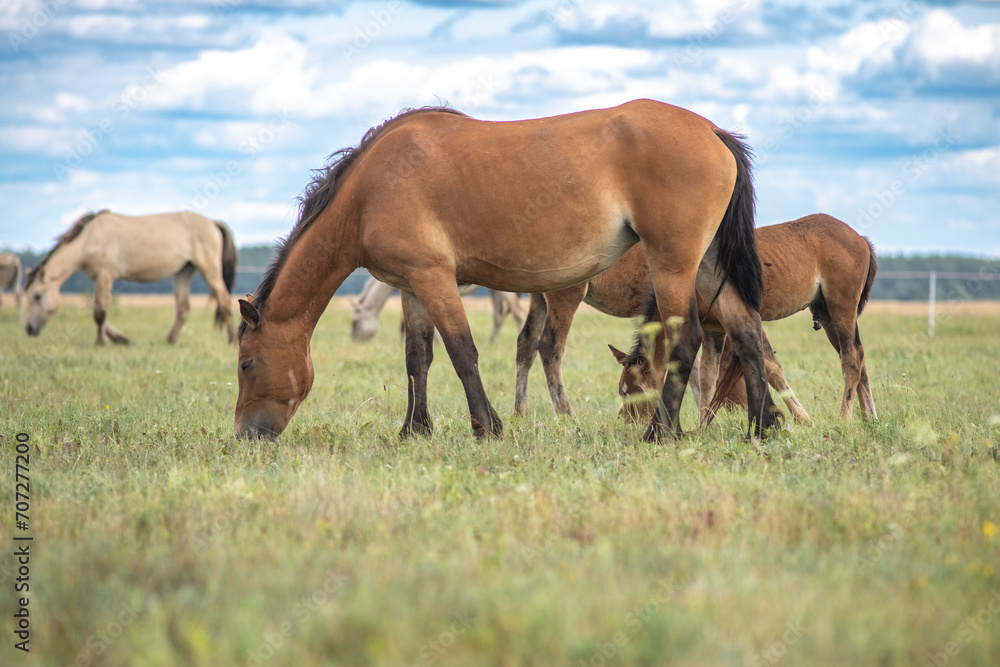 Beautiful thoroughbred horses graze on a ranch on a summer day.