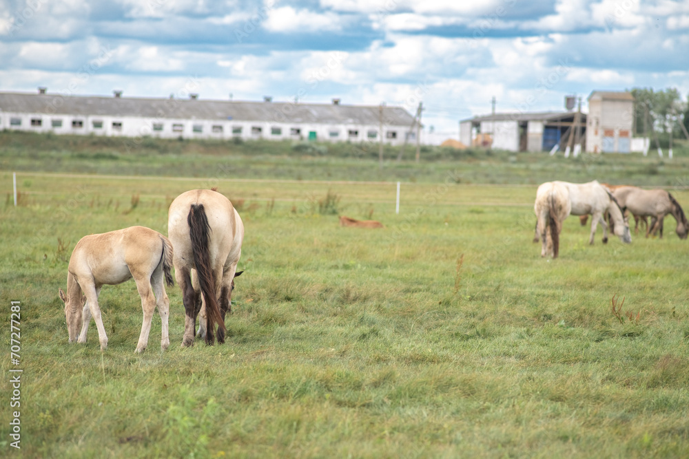Beautiful thoroughbred horses graze on a ranch on a summer day. Beautiful thoroughbred horses graze on a ranch on a summer day.