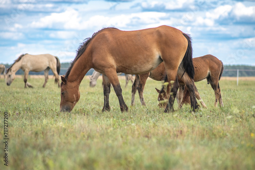 Beautiful thoroughbred horses graze on a ranch on a summer day. © shymar27