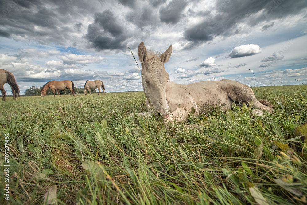 Beautiful thoroughbred horses graze on a ranch on a summer day. Beautiful thoroughbred horses graze on a ranch on a summer day.