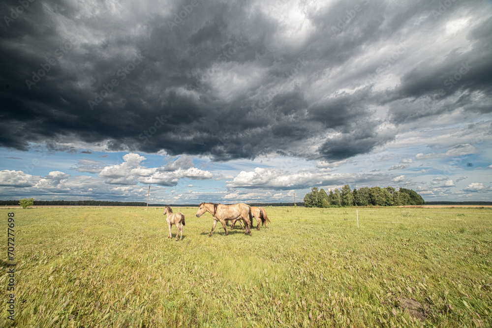 Beautiful thoroughbred horses graze on a ranch on a summer day. Beautiful thoroughbred horses graze on a ranch on a summer day.