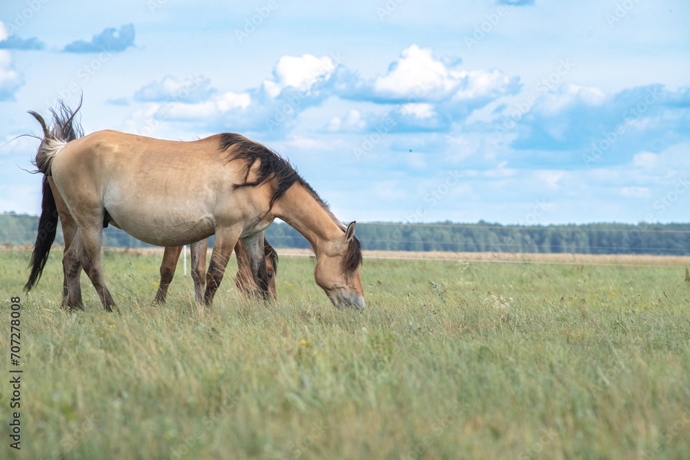 Beautiful thoroughbred horses graze on a ranch on a summer day. Beautiful thoroughbred horses graze on a ranch on a summer day.