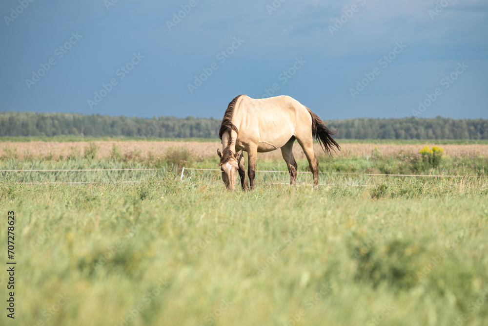 Beautiful thoroughbred horses graze on a ranch on a summer day. Beautiful thoroughbred horses graze on a ranch on a summer day.