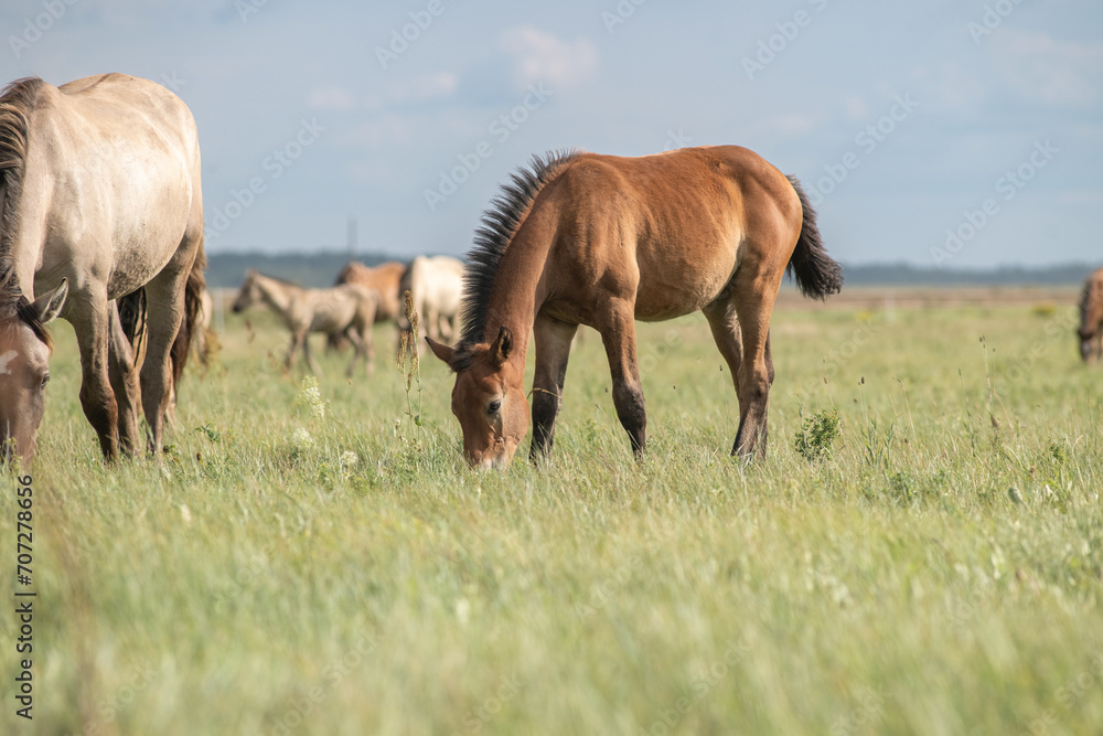 Beautiful thoroughbred horses graze on a ranch on a summer day. Beautiful thoroughbred horses graze on a ranch on a summer day.