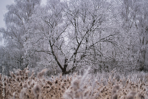 Baum im Winter