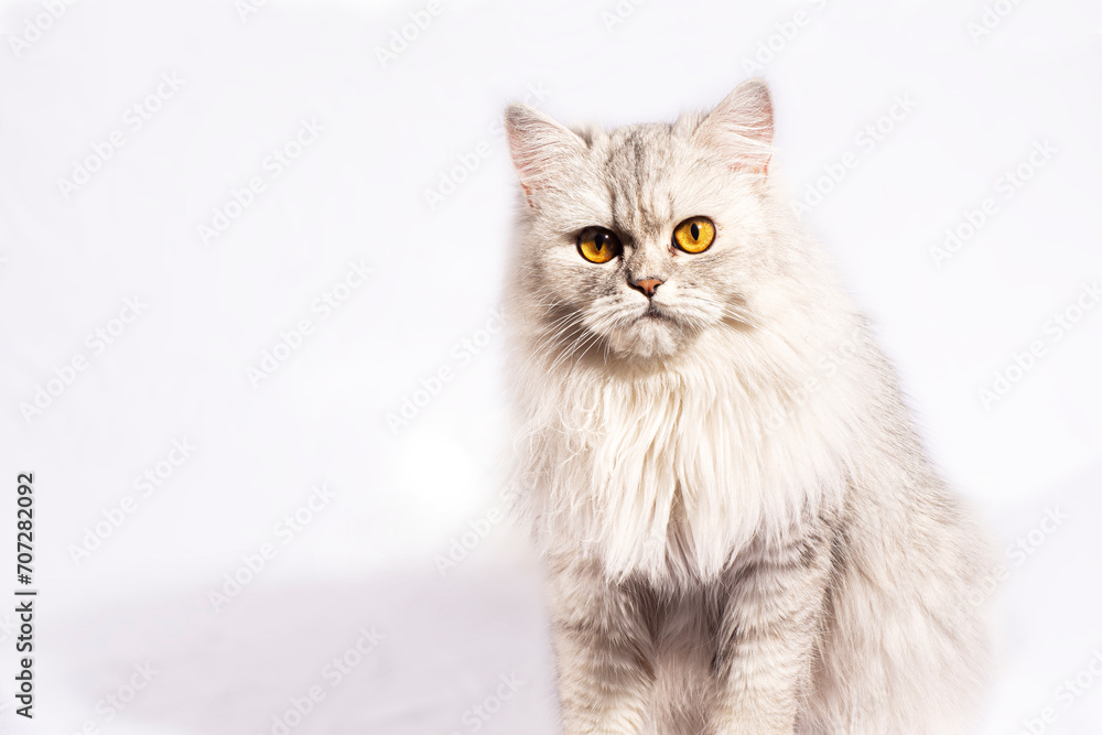 This beautiful Persian kitten exudes elegance with its delicate features and a stunning coat of white fluffy fur. The golden, wide eyes speak of...