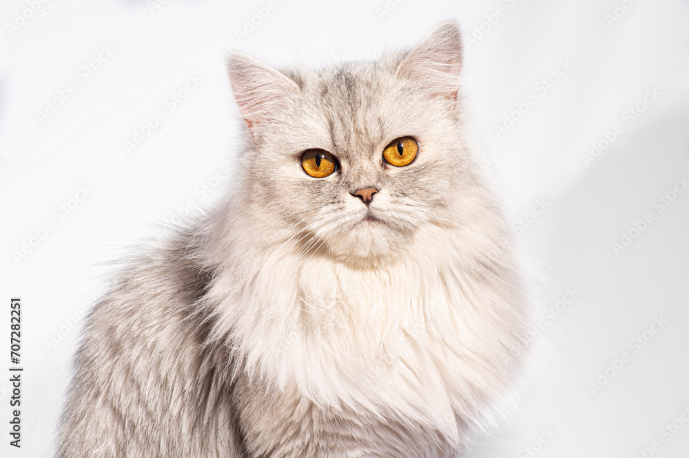 This beautiful Persian kitten exudes elegance with its delicate features and a stunning coat of white fluffy fur. The golden, wide eyes speak of... This beautiful Persian kitten exudes elegance with its delicate features and a stunning coat of white fluffy fur. The golden, wide eyes speak of...