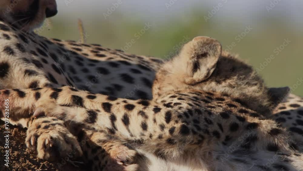 Close up of a cheetah's (Acinonyx jubatus) head waking up from sleep during the afternoon in Kenya. Close up of a cheetah's (Acinonyx jubatus) head waking up from sleep during the afternoon in Kenya.