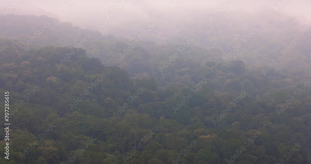 Dense forest in fog and clouds, mountains of Bali near Munduk, Indonesia Dense forest in fog and clouds, mountains of Bali near Munduk, Indonesia