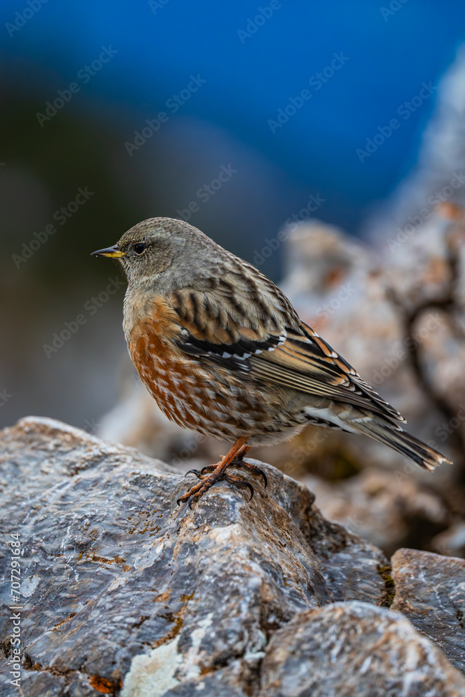 Alpenbraunelle - Prunella collaris - Almenland - Teichalm Alpenbraunelle - Prunella collaris - Almenland - Teichalm
