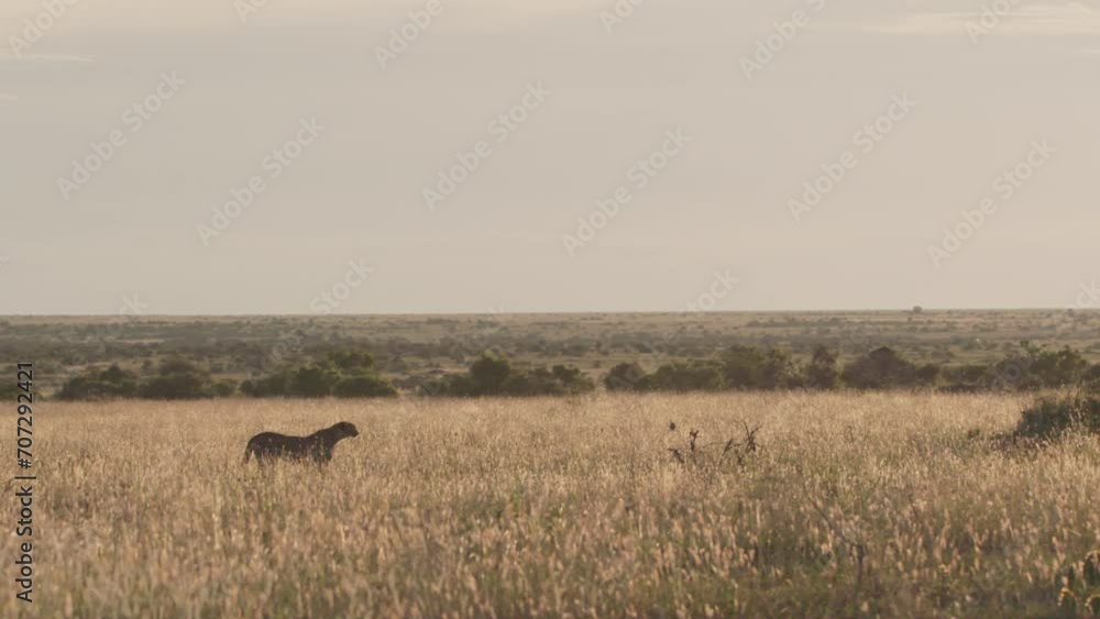 Extreme wide pan shot of a cheetah (Acinonyx jubatus) walking through beautifully lit grass during the afternoon in Kenya. Extreme wide pan shot of a cheetah (Acinonyx jubatus) walking through beautifully lit grass during the afternoon in Kenya.