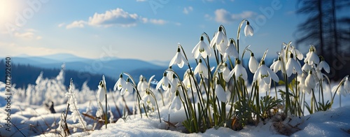 snowdrops flowers in snow under blue sky photo