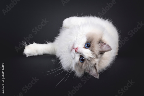 Beautiful young adult blue bicolor Ragdoll cat, laying down upside down on edge. Looking straight o camera with mesmerizing blue eyes. Isolated on a black background. photo