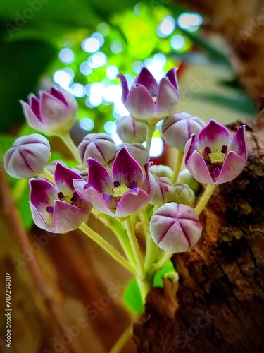 Calotropis procera or Apple of sodom flowers photo