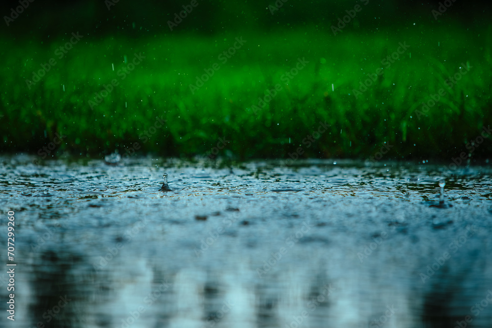 Fototapeta premium Raindrops at rainy day on green grass background