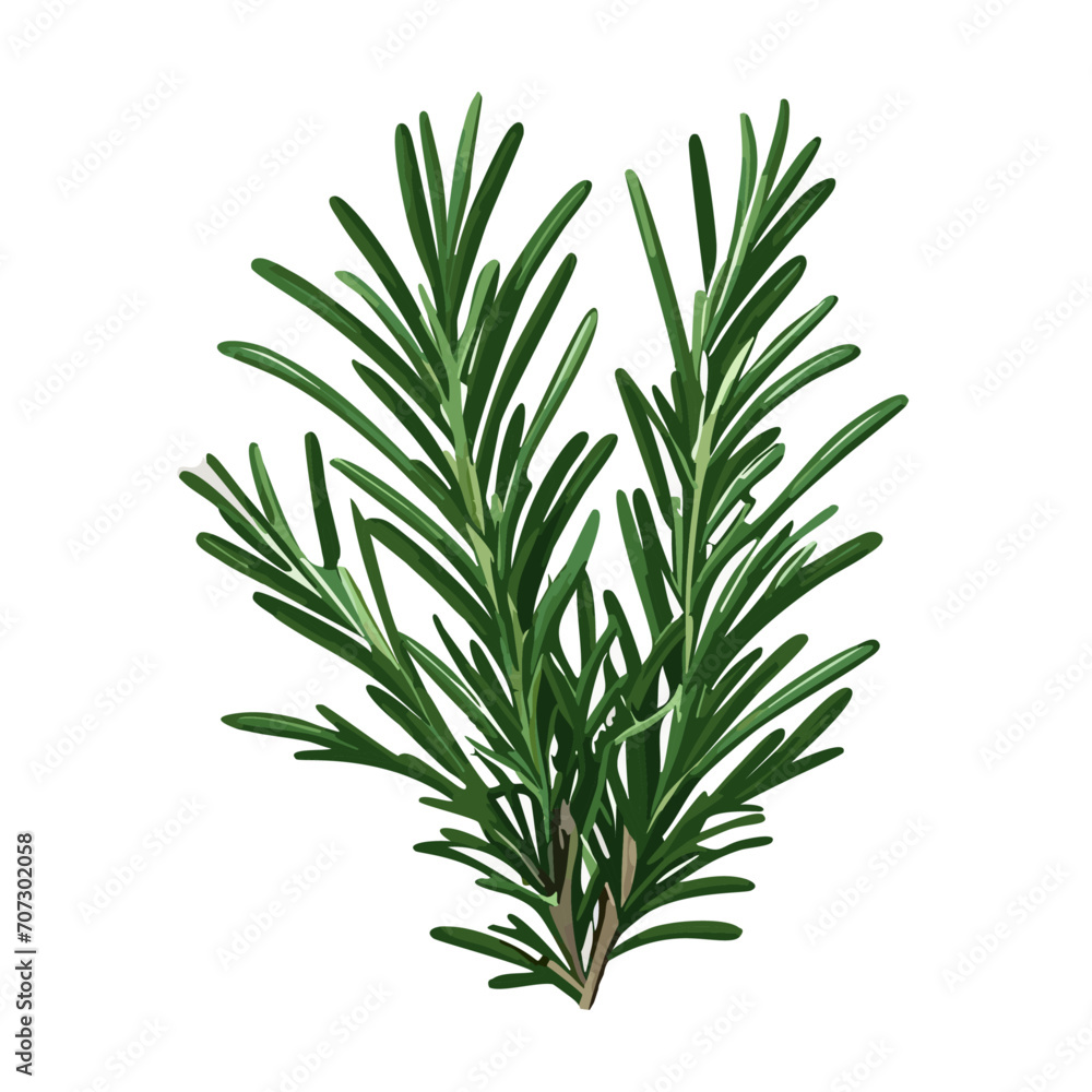 Fototapeta premium Fresh Rosemary Herb Vector Illustration with Detailed Needles