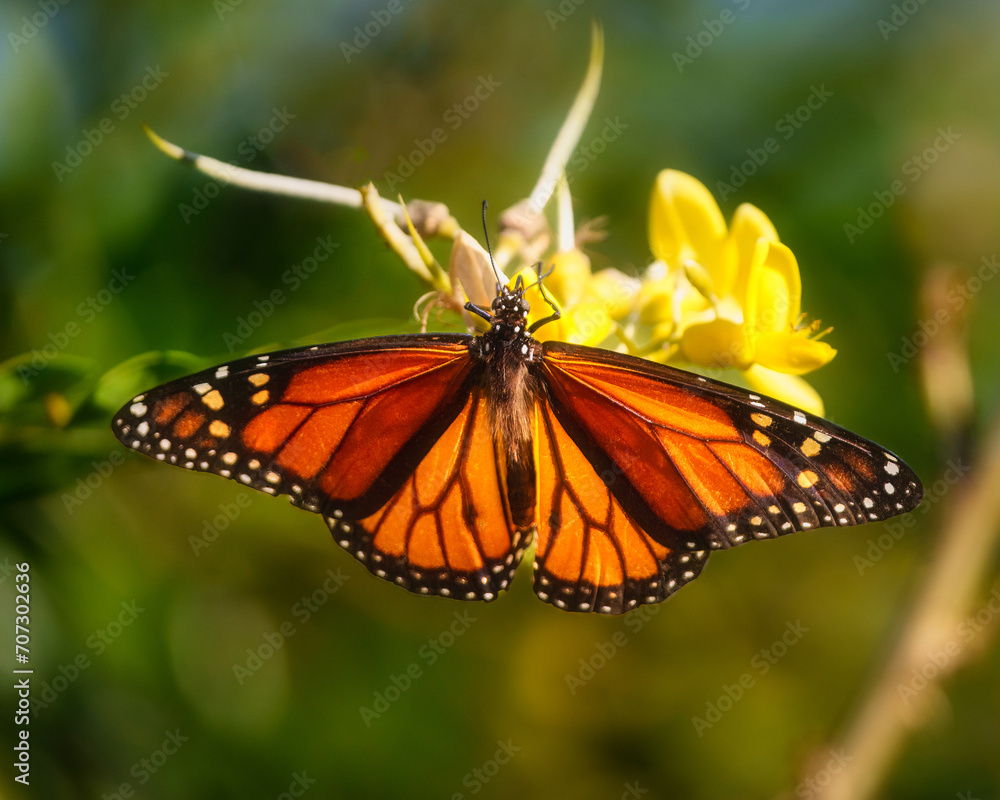 Monarch butterfly close up on yellow flower Monarch butterfly close up on yellow flower