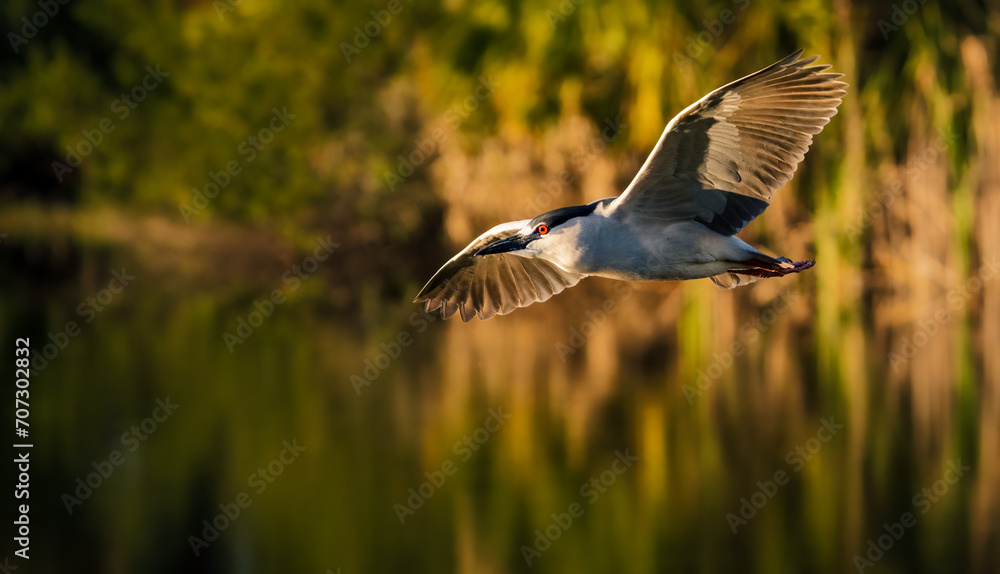 Black Crowned Night Heron with red eyes over golden pond Black Crowned Night Heron with red eyes over golden pond