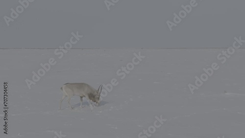 Saiga in winter during the rut. A male of Saiga antelope or Saiga tatarica walk in snow - covered steppe in winter. Walking with wild animals. Slow motion video, 10 bit ungraded D-LOG photo