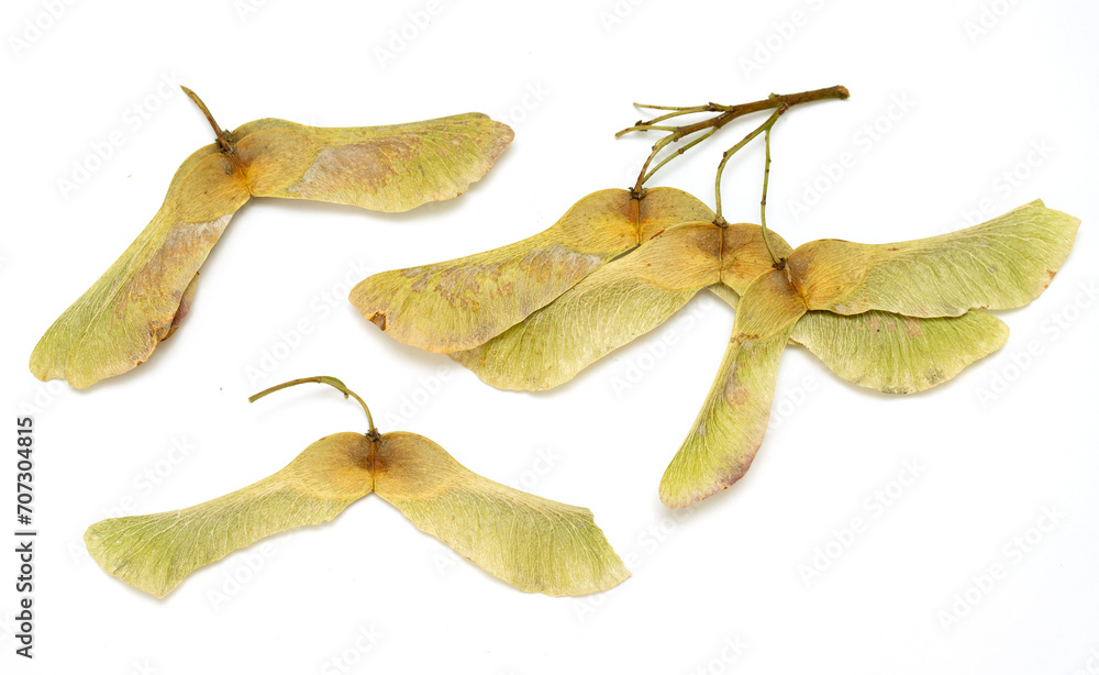Maple seeds on a white background. Maple seeds on a white background.