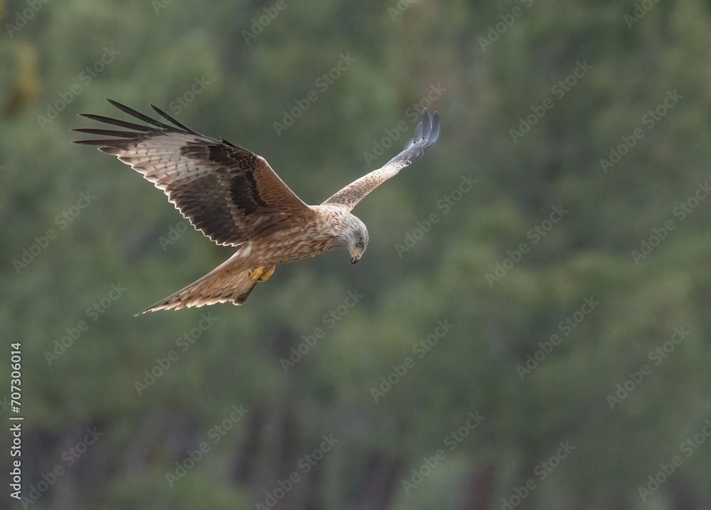 red kite looking for its next prey from the air red kite looking for its next prey from the air