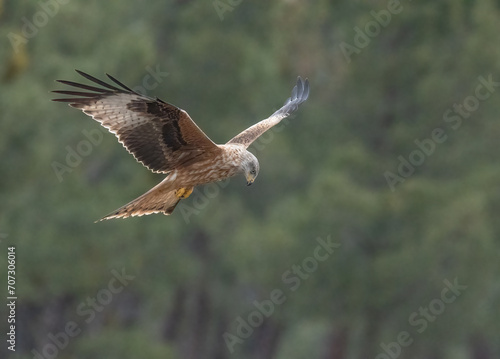 red kite looking for its next prey from the air  © ezequiel