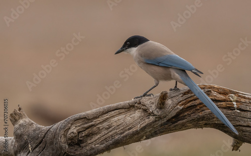 iberian magpie on the trunk 