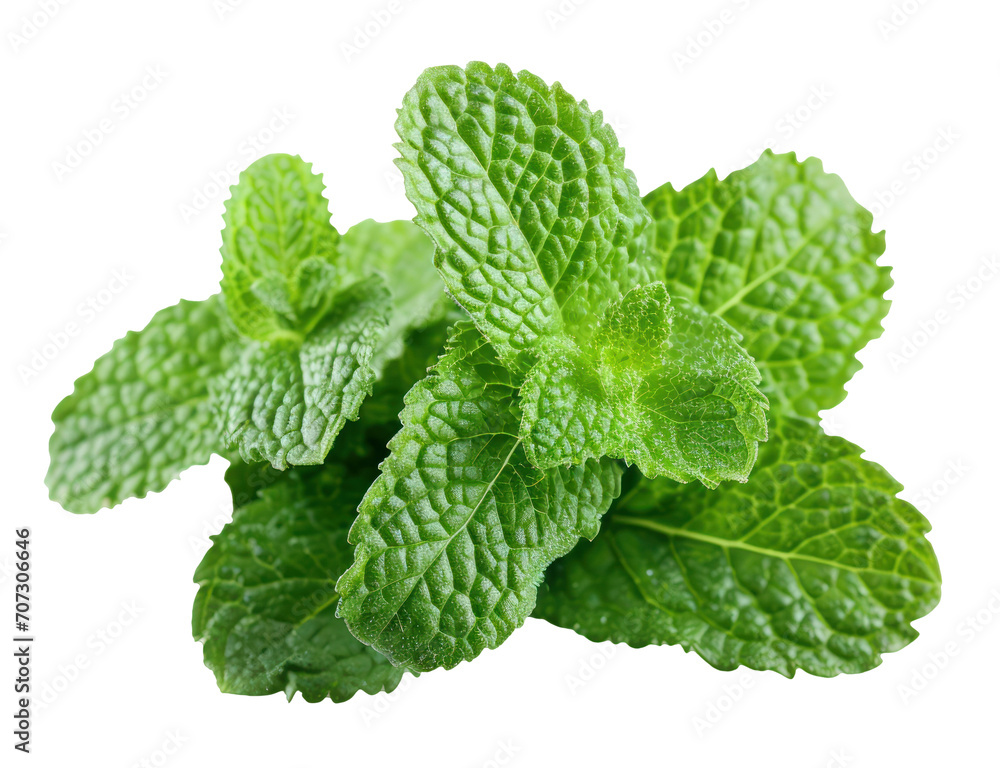 Fresh Mint Leaves on a isolate Background Fresh Mint Leaves on a isolate Background