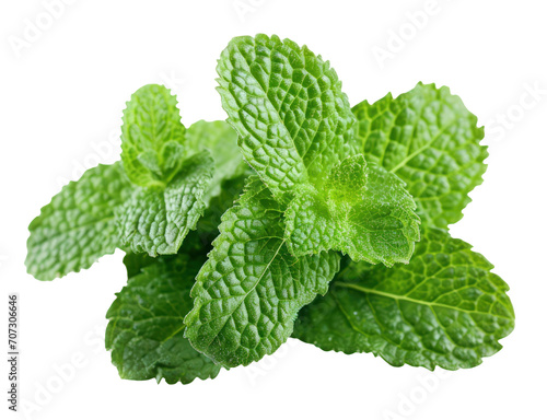 Fresh Mint Leaves on a isolate Background