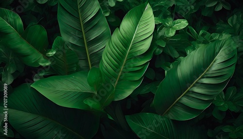 tropical leaves texture abstract nature leaf green texture background vintage dark tone picture can used wallpaper desktop