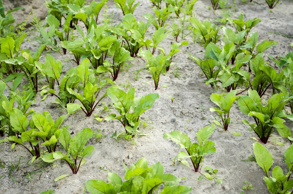 In the garden, beets are planted in rows in rows, with young, juicy green leaves sticking out of the ground. Top view, concept of seasonal garden work, agriculture. In the garden, beets are planted in rows in rows, with young, juicy green leaves sticking out of the ground. Top view, concept of seasonal garden work, agriculture.